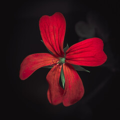 Scarlet Pelargonium with Red Petals on a Black Background