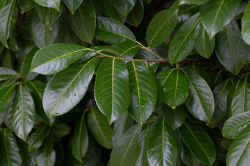 Green shrub pittosporum tobira leaves useful as a background or texture. Young large leaves of dark green color.