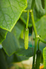 Cucumber close-up in a greenhouse