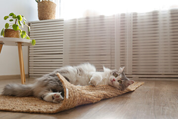 Portrait of a siberian cat with green eyes lying on the floor at home. Fluffy purebred...