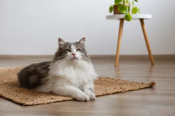  Portrait of a siberian cat with green eyes lying on the floor at home. Fluffy purebred straight-eared long hair kitty. Copy space, close up, background. Adorable domestic pet concept. © Evrymmnt