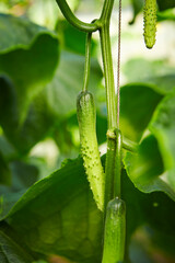 Cucumber close-up in a greenhouse	