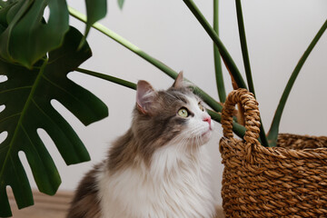 Siberian cat with green eyes sitting by the monstera palm in a wicker basket. Fluffy purebred straight-eared long hair kitty. Copy space, close up, background. Adorable domestic pet concept. - Powered by Adobe
