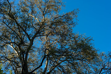 Olbrzymie drzewo, na błękitnym tle. Platan, platanus.