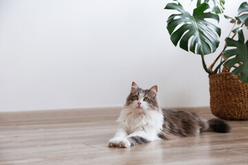 Portrait of a siberian cat with green eyes lying on the floor at home. Fluffy purebred...
