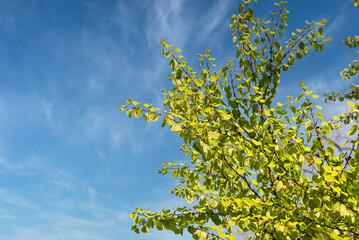 快晴の日に空を見上げると、美しい若葉が目にまぶしい風景