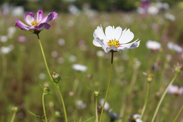 Pictures taken in Korea Republic of