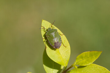Green shield bug (Palomena prasina), family Pentatomidae on a yellow green leaf of a privet shrub. Spring, Dutch garden, Netherlands.	