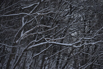 Fototapeta na wymiar The abstract white line drawings along with the winter forest landscape in Sapporo Japan