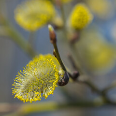 Obraz premium Flowering willow twigs on a bright sunny spring day.