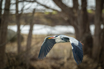 北海道の4月、アオサギの春。
