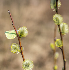 A blooming twig of willow and the first spring yellow butterfly. A spring butterfly sits on a palm bud.