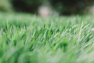 Selective focus on natural juicy green grass. Close up macro photo, blurred background. Copy space.