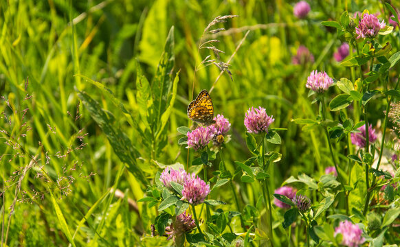 Trifolium pratense - red clover with High Brown Fritillary butterfly - Argynnis adippe