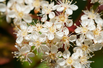 macro de fleurs de photinia