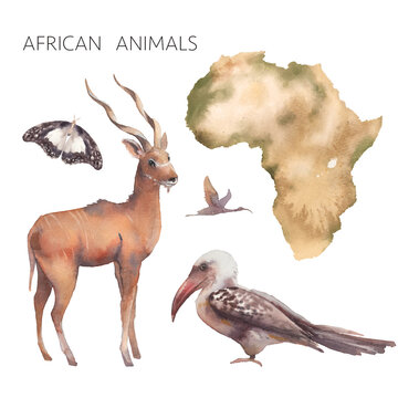 Watercolor safari animals illustration. Hand drawn map and set of animals isolated on white background. African fauna: kudu, butterfly, ibis, toco bird