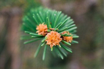 Pine cone flower
