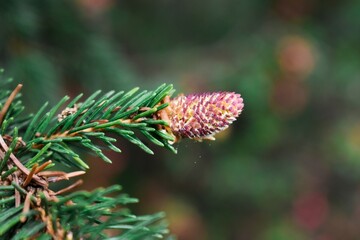 Young pine cones growing on the tree