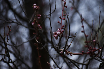 The beautiful sensuous pink cherry blossoming in the early spring in Sapporo Japan