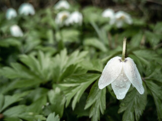 Colorful natural background of white meadow flowers.Anemone nemorosa L flowers after rain.