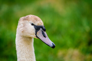 swan head