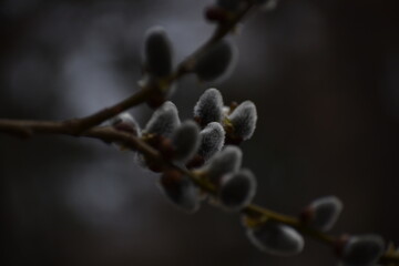 The close-up details of the beautiful soft pussy willow in the early spring in Sapporo Japan