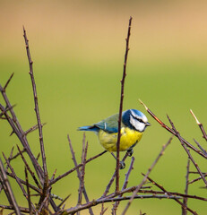 Blue tit on tree 