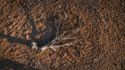View of the old, dry and broken tree lying on the field.