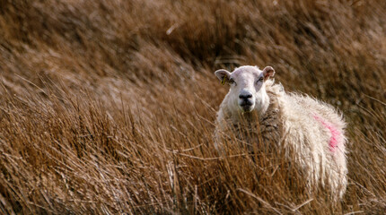 Sheep in grass