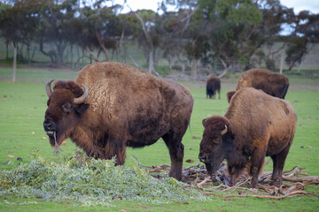 Two big bison graze on a green meadow, eat branches, on the forest background