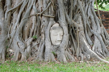 Buddha Head Statue in tree roof at Ayutthaya Historical   