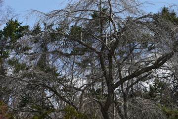 The interesting composition of the atmospheric willow trees in the early spring in Sapporo Japan