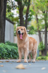 Golden Retriever walking in the park