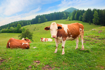 group of bavarian cows on green pasture, alpine landscape