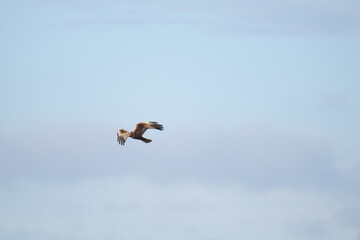 Marsh Harrier