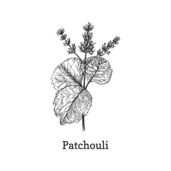 Patchouli branch, sketch in vector, design element - obrazy, fototapety, plakaty