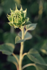 Sunflower on the field. Close-up of bud flower with big green leaves.