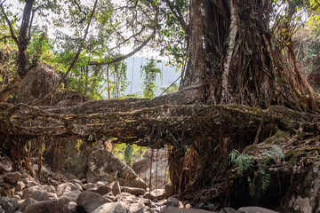 isolated tree root bridge natural formed single decker at day from flat angle