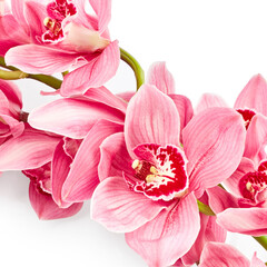 Fototapeta na wymiar Orchid flowers close up