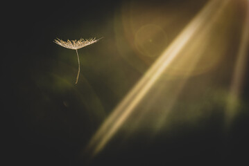 close up of dandelion, zbliżenie na dmuchawiec lecący w promieniach zachodzącego, letniego słońca.