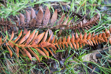 bunch of seeds of a tree