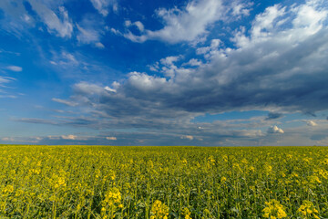 Blooming rape field against a blue sky with clouds