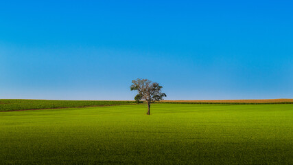 Obraz premium Angelo Chernicharo - www.achernicharo.com.br