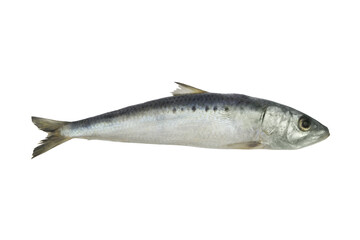Raw sardine fish isolated on white 