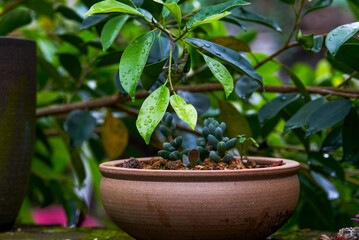Close-up of potted green plants in the garden