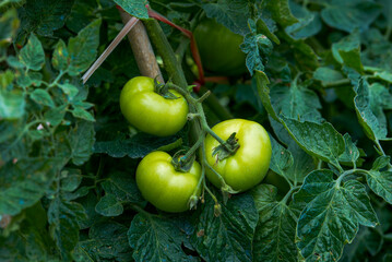 Close-up of fresh tomatoes grown in a rural field