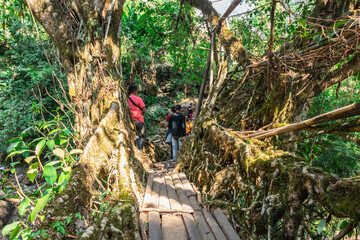 living tree root bridge crowded with tourist at morning from unique angle