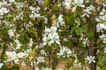Close-up of beautiful blooming Bauhinia flowers planted on the side of the road