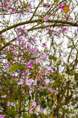 Close-up of beautiful blooming Bauhinia flowers planted on the side of the road