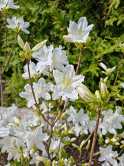 close-up royal azalea blossoms . white  royal azalea blossoms . 